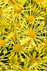 bright yellow needle chrysanthemum close up flower background