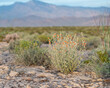 Desert Globemallow (Sphaeralcea ambigua) is a common desert perennial wildflower with salmon orange flowers