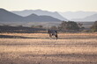 Oryx Namibia 