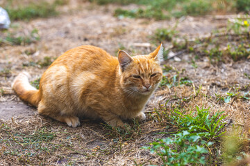 Fluffy dirty homeless red cat sits relax in a garden near blooming spring flowers. Clear weather, the animal enjoys. Shallow depths of the field