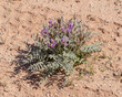 Crescent milkvetch (Astragalus amphioxys) is one of the many species in the locoweed genus - one of the most diverse plant genera in the United States.