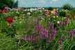 © oksanamedvedeva - Wild flowers against the sky. Beautiful flower meadow on a Sunny day