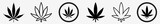 Fototapeta  - Cannabis Leaf Icon Set | Cannabis Leaves Vector Illustration Logo | Cannabis Leaf Icons Isolated Collection