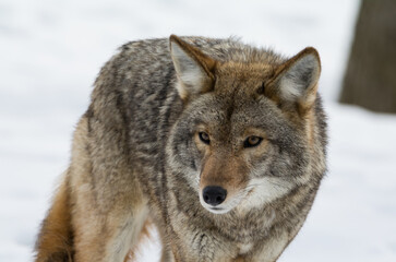  Coyote in Winter