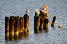 Seaguls On Wooden Pier In The Baltic Sea