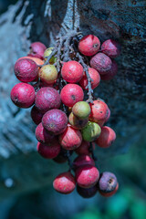 Wall Mural - The fruit of Ficus Racemos.The common name Fig fruit,cluster fig tree, Indian fig tree or gular fig.