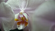 Close Up Of A Pink Orchid