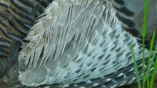 Extreme Macro Closeup Shot Of Back And Wing Feathers Of A Wild Turkey