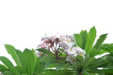 Tropical Plumeria leaves branches 
 with sweet pink flower blossom on white isolated background 