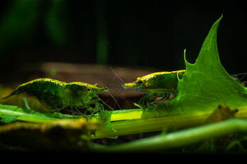 Nice green jade neocaridina shrimp in freshwater aquarium pets