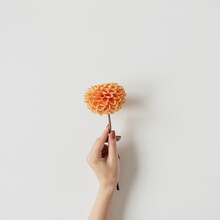 Female Hand Holding Ginger Dahlia Flower On White Background. Top View, Flat Lay Minimal Creative Floral Concept.