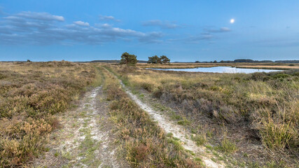 Poster - Natural heathland landscape near Hijken