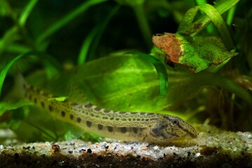 Wall Mural - weather spined loach, unusual and weird looking dwarf freshwater fish in European nature aquarium, close-up portrait on sand bottom among green vegetation, vulnerability and beauty of nature concept