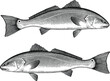 Illustration of a Red Drum fish in a vintage style