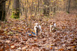 © Staniaw - walk in the woods with a jack russel terrier