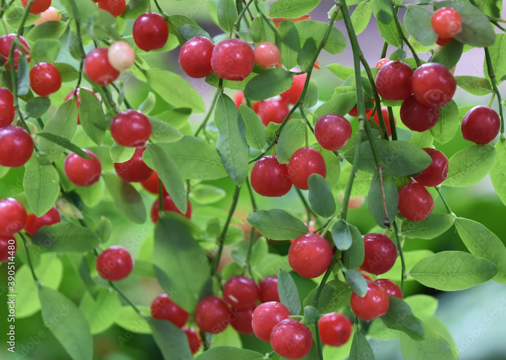Red Hackberry Wild Red Huckleberries Stock Photo | Adobe Stock