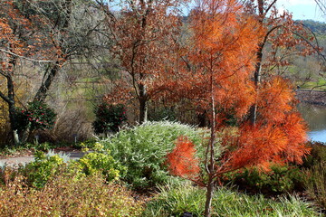 Canvas Print - autumn in the park in Adelaide, Australia