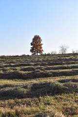 Sticker - Hay Field with Cut Hay