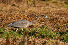 One Great Blue Heron In Hunting Position Patiently Waited In The Open Field Filled With Brown Grasses On A Sunny Day