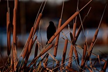 Red-winged Blackbird Male Displaying Among The Cattails, South East City Park Public Fishing Lake, Canyon, Texas.