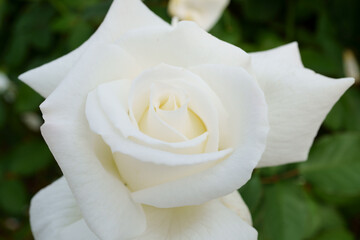 Close-up of a beautifully blooming rose named 