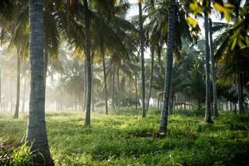 Wall Mural -  coconut tree farm in India