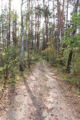 Forest road in nature reservation area 2