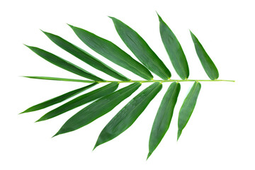  Several large bamboo leaves. White isolated background.