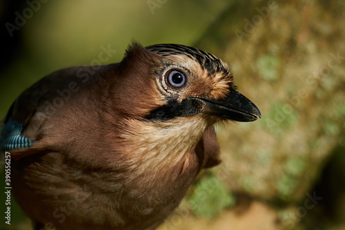 Fotomural Eurasian jay (Garrulus glandarius)