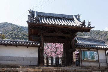 Wall Mural - 法宣寺の山門と桜