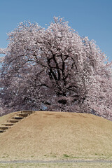 Poster - 八代町ふるさと公園（甲州蚕影桜：笛吹市）