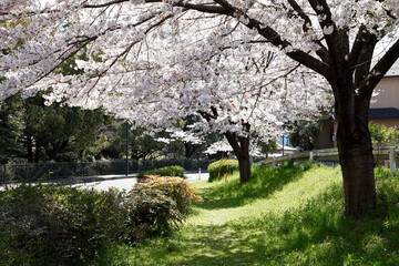 Sticker - 桜の木と道路