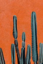 Image Of Green Cactus Against Orange Background.