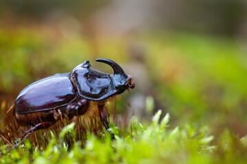 The Rhinoceros Beetle