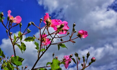 Wall Mural - flowers in the sky