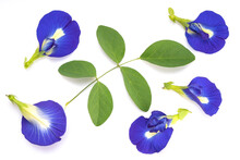Fresh Butterfly Pea Flower With Green Leaf Isolated On White Background, Bluebellvine , Cordofan Pea, Clitoria Ternatea Isolated On White.