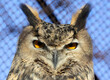 Eurasian eagle owl close up. Owl head with yellow eyes.