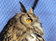 Owl head with yellow eyes. Eurasian eagle owl close up.