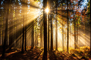 Poster - sun beams in an autumn morning forest