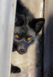 A grayish silver fox (arctic fox) peeps out of the shelter.