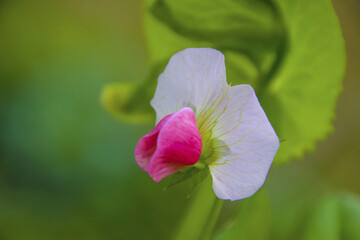 Sticker - Lentil Flower and Lentil