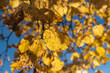Colorful backround image of autumn leaves on a tree perfect for seasonal use