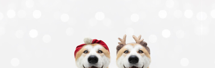 Wall Mural - Banner two akita dogs christmas reindeer antlers and santa claus costume. Isolated on white background.