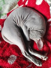 Sphynx Cat Sleeping On A Red Blanket. A Pet