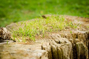 moss on the tree