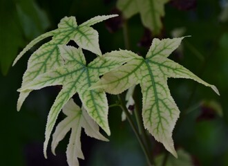 Canvas Print - close up of a leaf