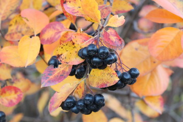 Black chokeberry. Chokeberry in autumn. Aronia berries. Black berries on a branch in autumn