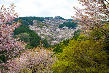 Wall Mural - 吉野の桜