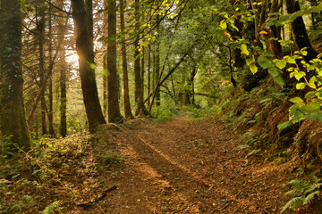 Sunbeam on the forest in summertime with shadow and light contrast