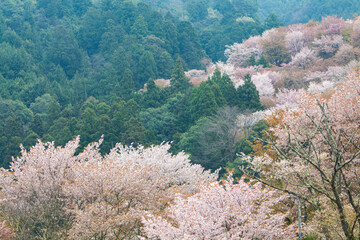 Wall Mural - 吉野の桜